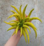 Buddha's hand (vingercitroen) uit Nederland - 1 stuk (> 200 gram) - Bild 4