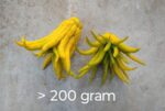 Buddha's hand (vingercitroen) uit Nederland - 1 stuk (> 200 gram) - Bild 2