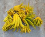 Buddha's hand (vingercitroen) uit Nederland - 1 stuk (> 200 gram) - Bild 5